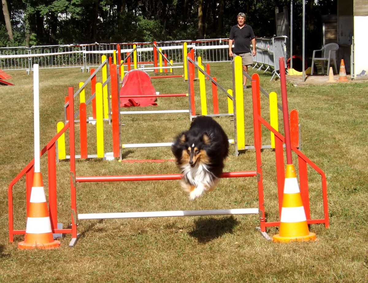 Quelle race de chien pour faire de l'agility ?